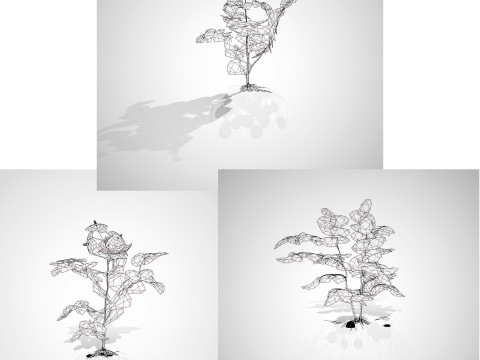 Potato Plant Modelo 3D