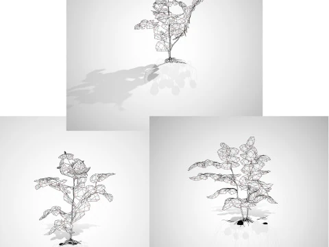 Potato Plant 3D Model
