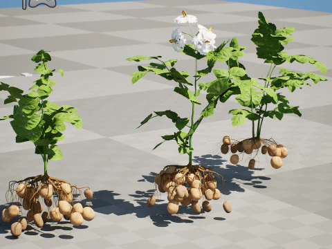 Potato Plant 3D Model