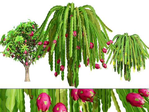 Dragon Fruit Plant 3D 모델