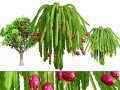 Dragon Fruit Plant 3D-Modell