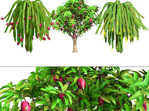 Dragon Fruit Plant 3Dモデル