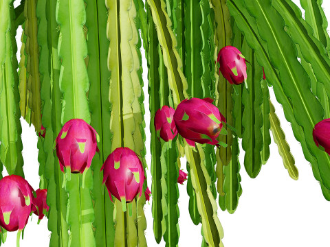 Dragon Fruit Plant 3Dモデル