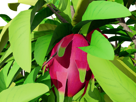 Dragon Fruit Plant 3Dモデル