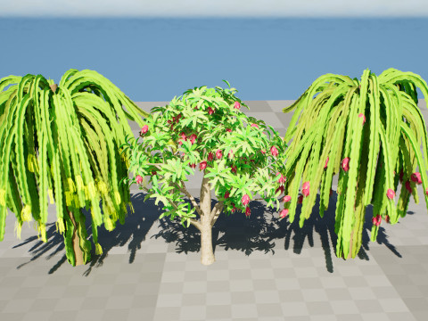 Dragon Fruit Plant 3Dモデル