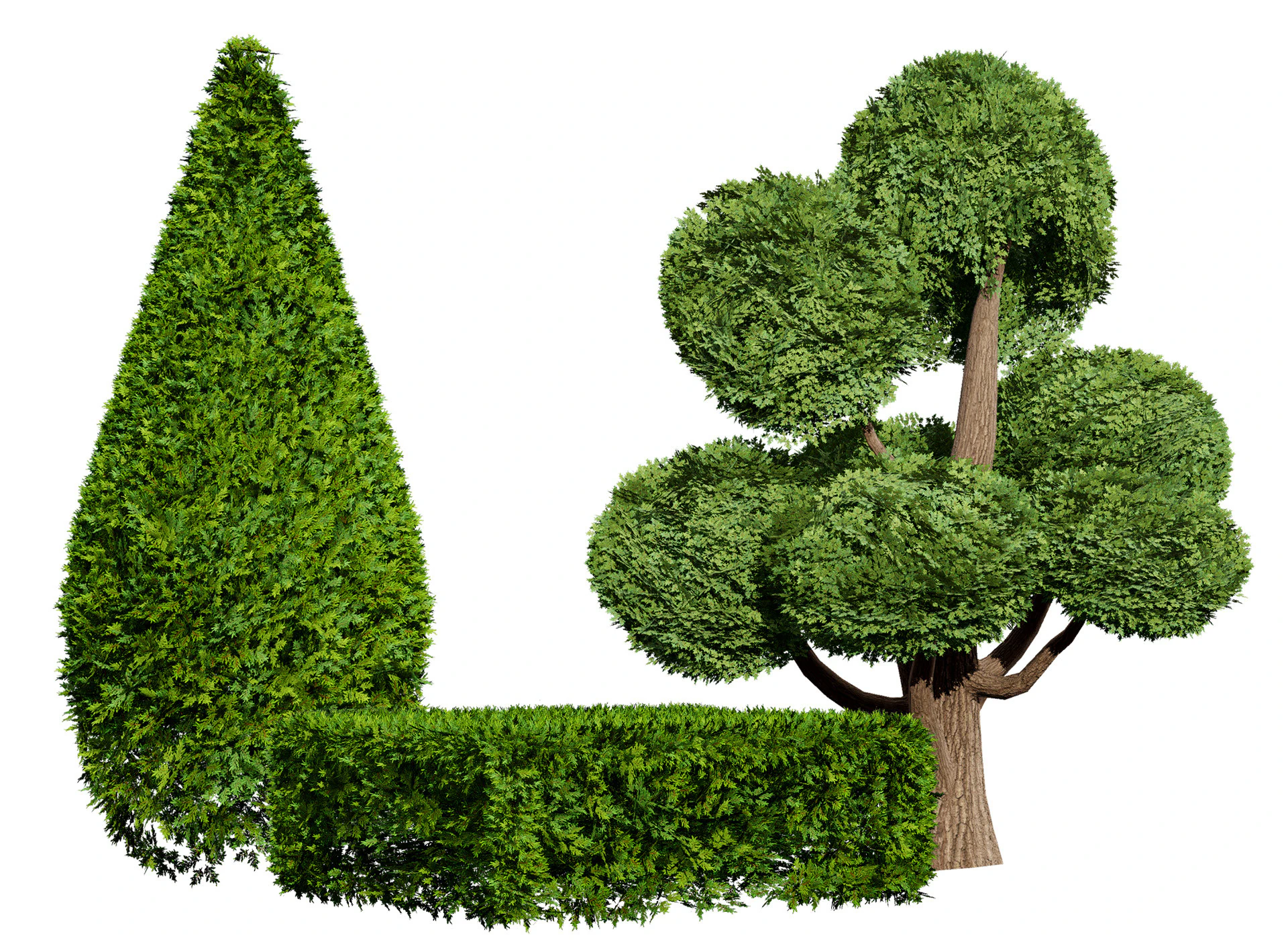 Juniper Bush 3D Model .c4d .max .obj .3ds .fbx .stl .blend 