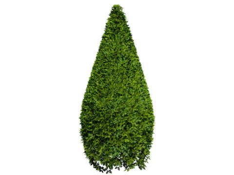 Juniper Bush 3D Model