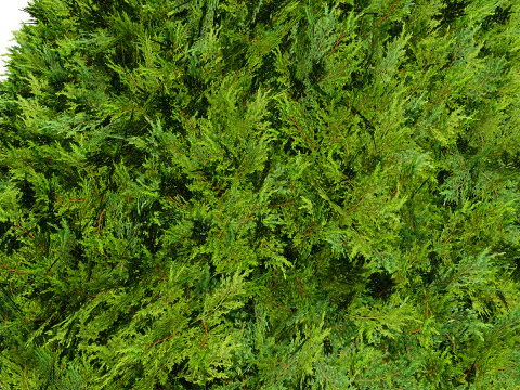 Juniper Bush 3D Model