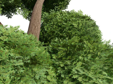 Juniper Bush 3D Model