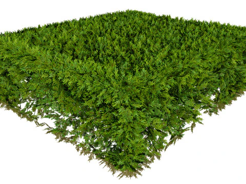 Juniper Bush 3D Model