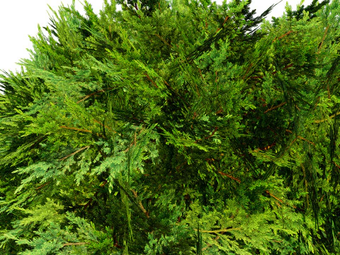 Juniper Bush 3D Model