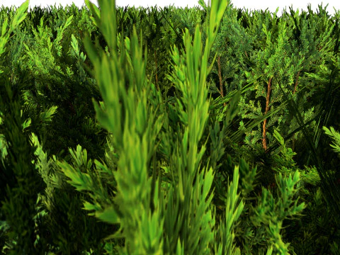 Juniper Bush 3D Model
