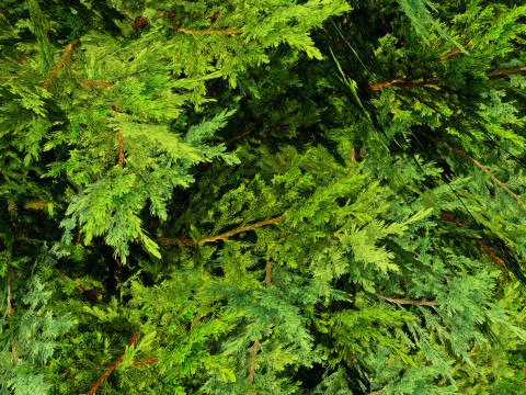 Juniper Bush 3D Model