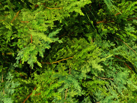 Juniper Bush 3D Model