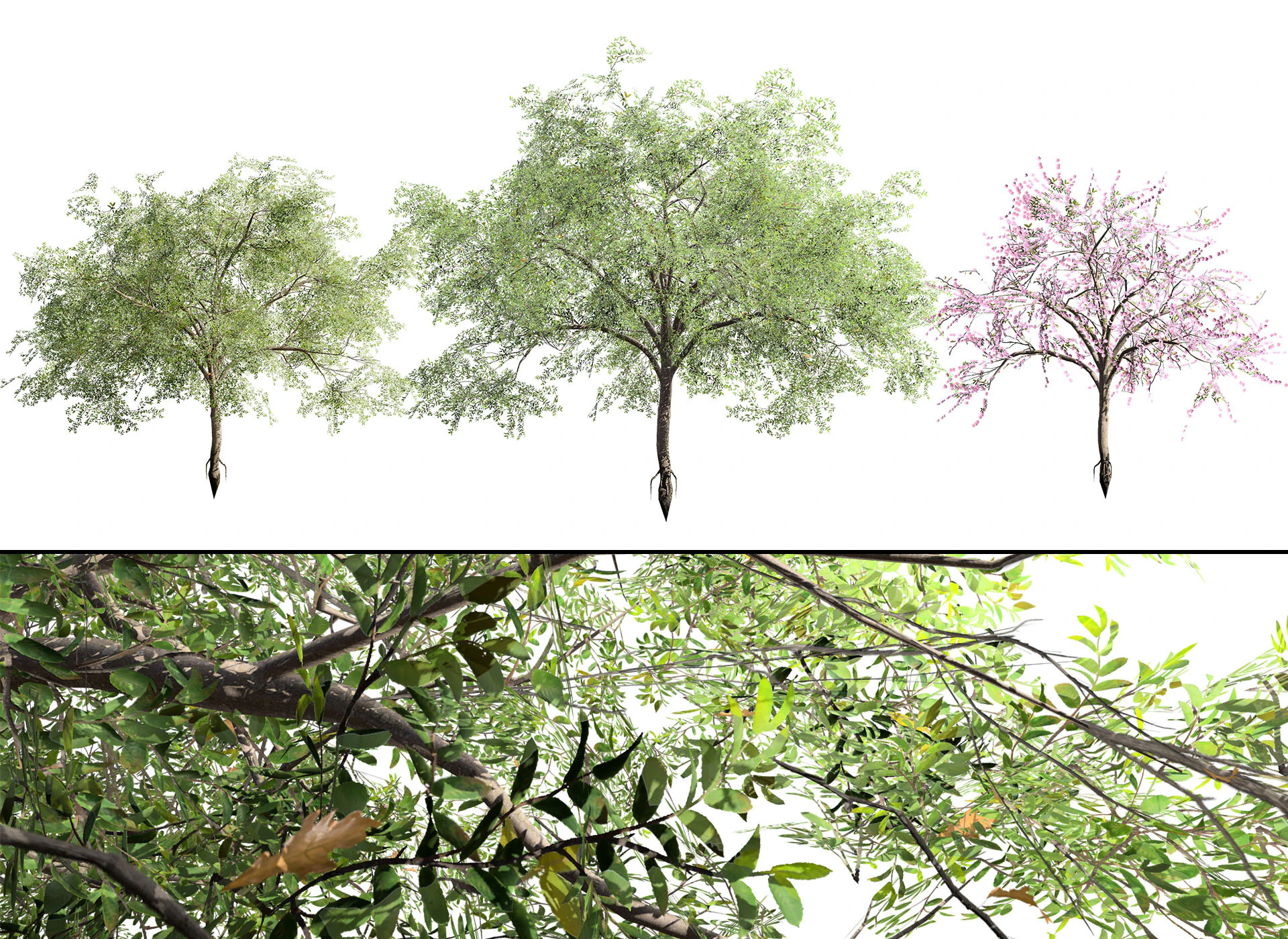 Almond Tree with free 3D Model .c4d .max .obj .3ds .fbx .stl .blend 