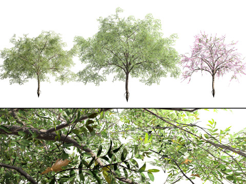 Almond Tree with free 3D 모델
