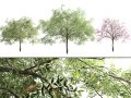 Almond Tree with free 3D-Modell