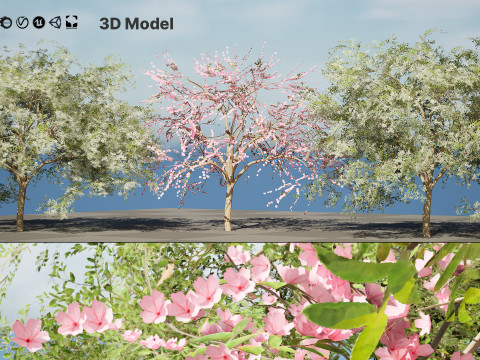Almond Tree with free 3Dモデル