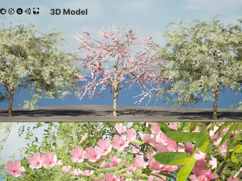 Almond Tree with free 3D Model