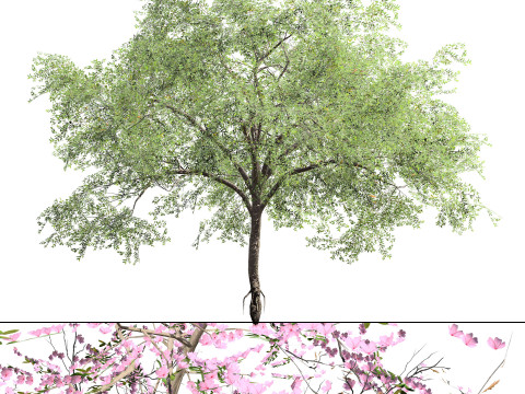 Almond Tree with free 3Dモデル
