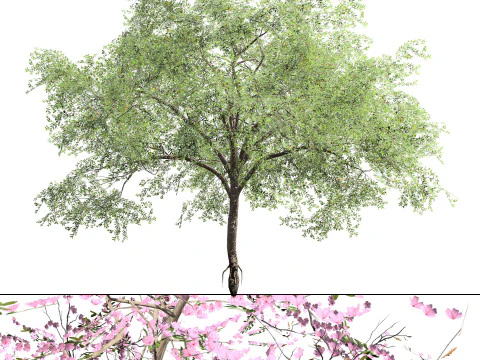 Almond Tree with free 3D Model