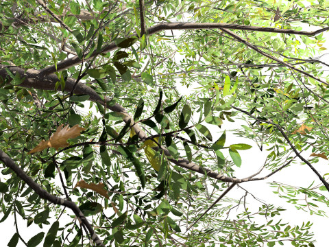 Almond Tree with free 3Dモデル