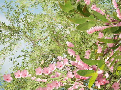 Almond Tree with free 3Dモデル