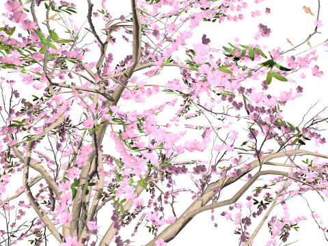 Almond Tree with free 3Dモデル