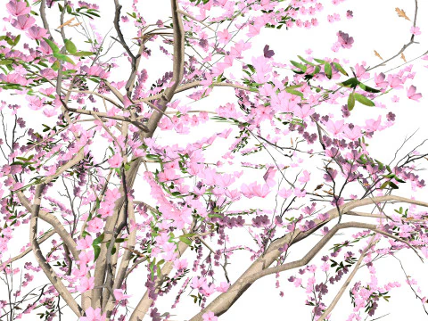 Almond Tree with free 3D Model