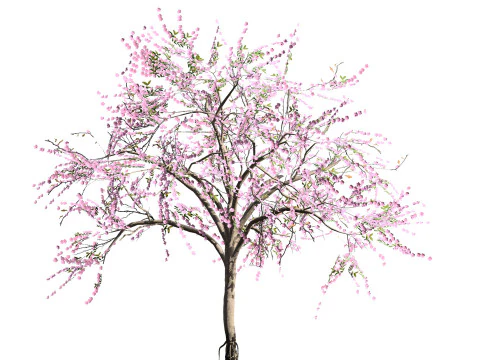 Almond Tree with free 3D Model