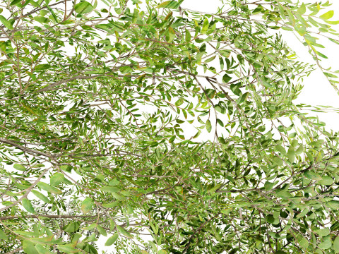 Almond Tree with free 3Dモデル