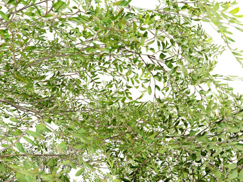 Almond Tree with free 3D Model