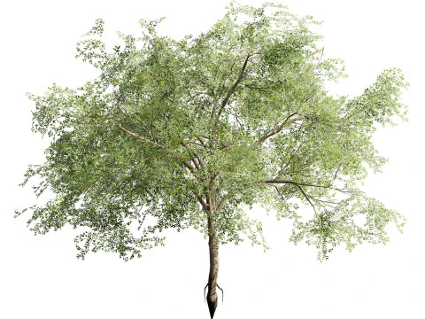 Almond Tree with free 3D Model