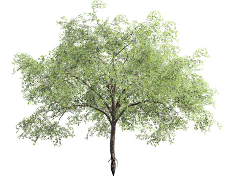 Almond Tree with free 3Dモデル