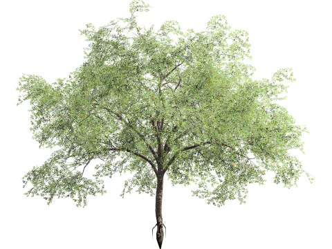 Almond Tree with free 3D Model