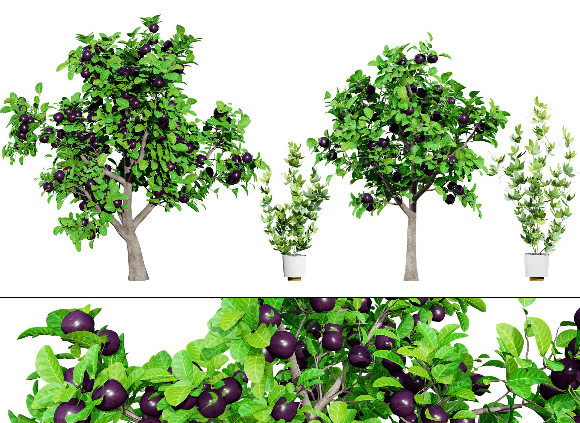 &Aacute;rbol de fruta de la pasi&oacute;n modelo 3d Modelo 3D .c4d .max .obj .3ds .fbx .stl .blend 