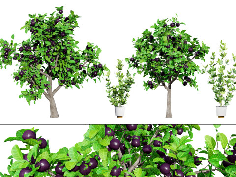 Passion Fruit Tree 3D 3D 모델