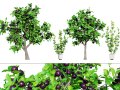 Passion Fruit Tree 3D 3D-Modell