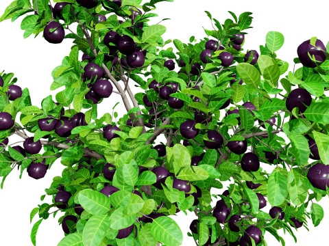 Passion Fruit Tree 3D 3D 모델