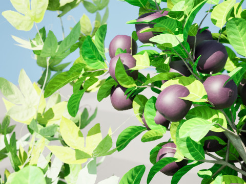 Passion Fruit Tree 3D 3D 모델