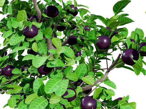 Passion Fruit Tree 3D 3D 모델