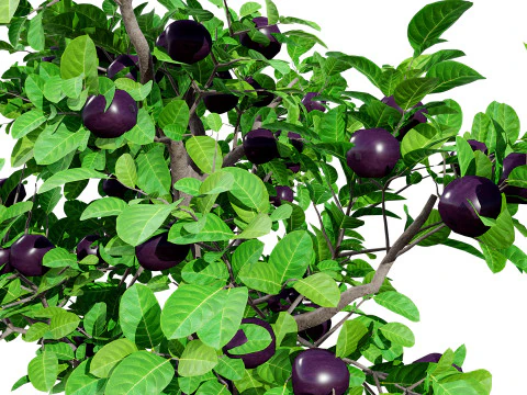 &Aacute;rbol de fruta de la pasi&oacute;n modelo 3d Modelo 3D