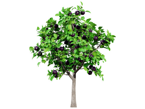 Passion Fruit Tree 3D 3D 모델