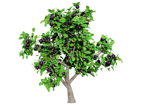 Passion Fruit Tree 3D 3D 모델