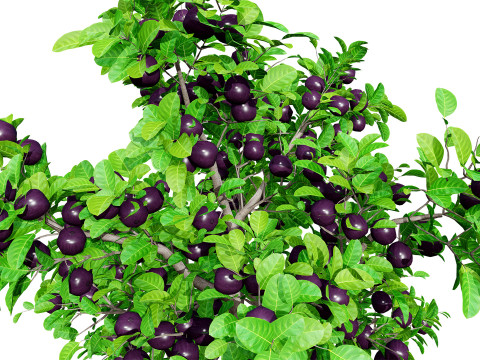 Passion Fruit Tree 3D 3D 모델