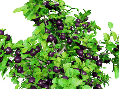 &Aacute;rbol de fruta de la pasi&oacute;n modelo 3d Modelo 3D