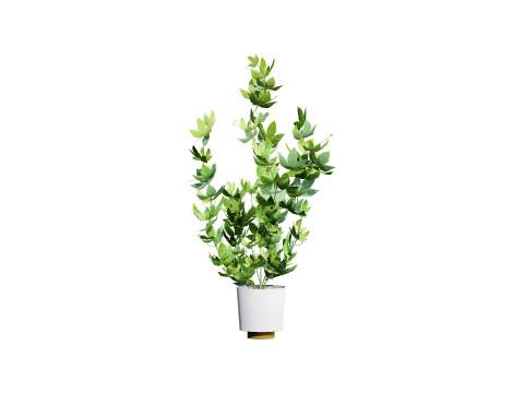 Passion Fruit Tree 3D 3D 모델