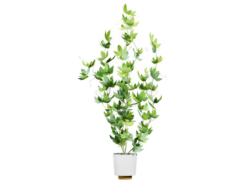 Passion Fruit Tree 3D 3D 모델