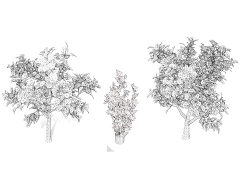Passion Fruit Tree 3D 3D 모델