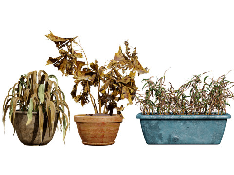 Dead Plant 3D Collection Modello 3D
